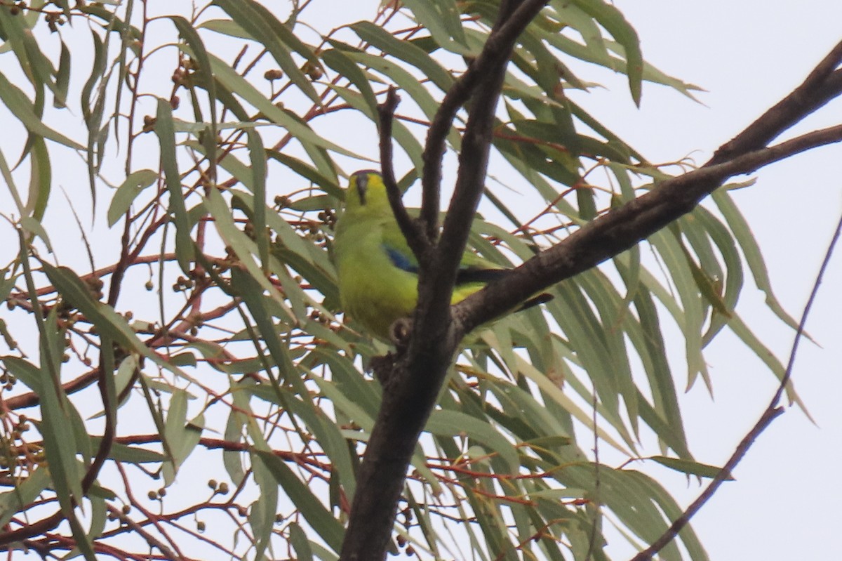 Elegant Parrot - ML622030922