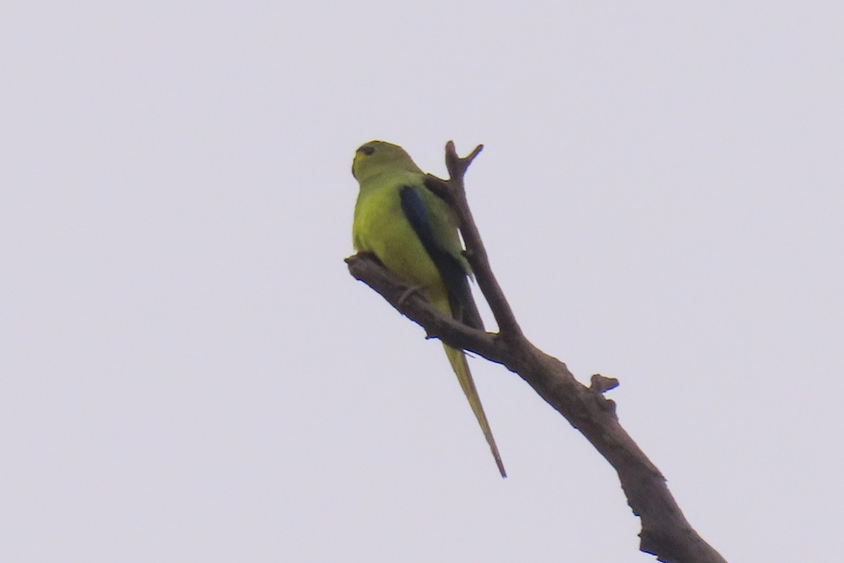 Elegant Parrot - ML622030923