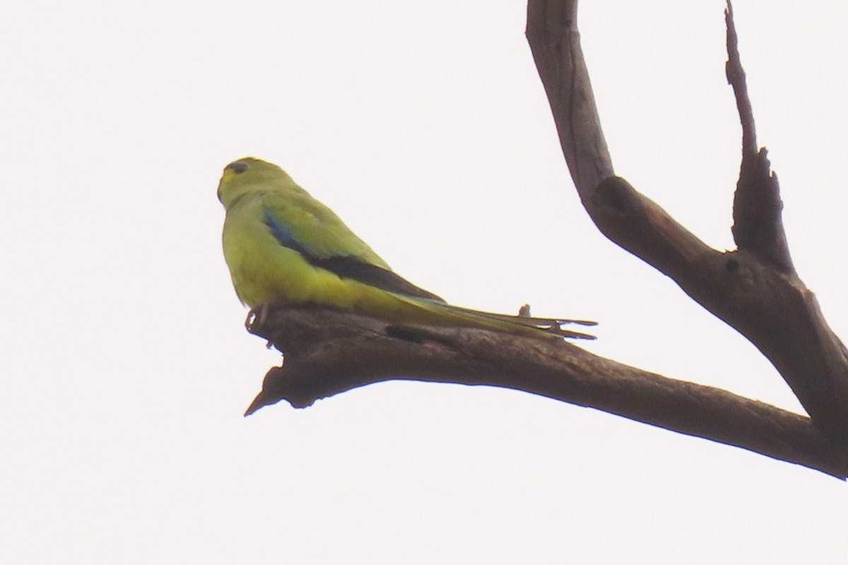 Elegant Parrot - ML622030924