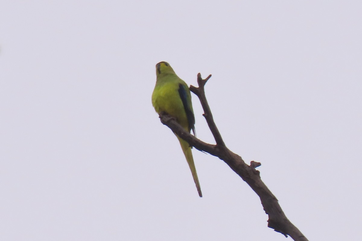 Elegant Parrot - Becky Marvil