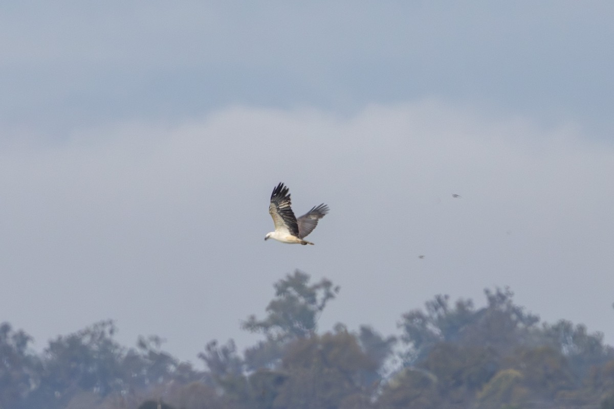 White-bellied Sea-Eagle - ML622031026