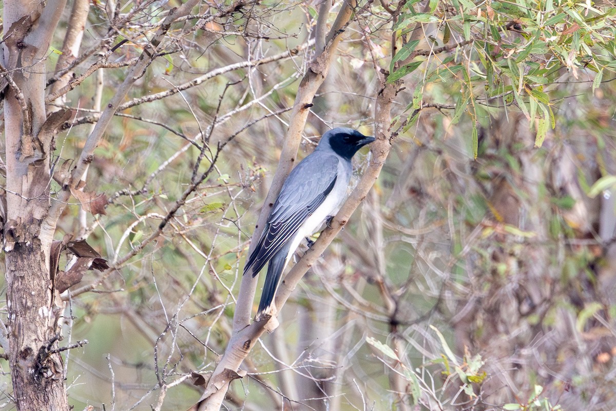 Black-faced Cuckooshrike - ML622031028