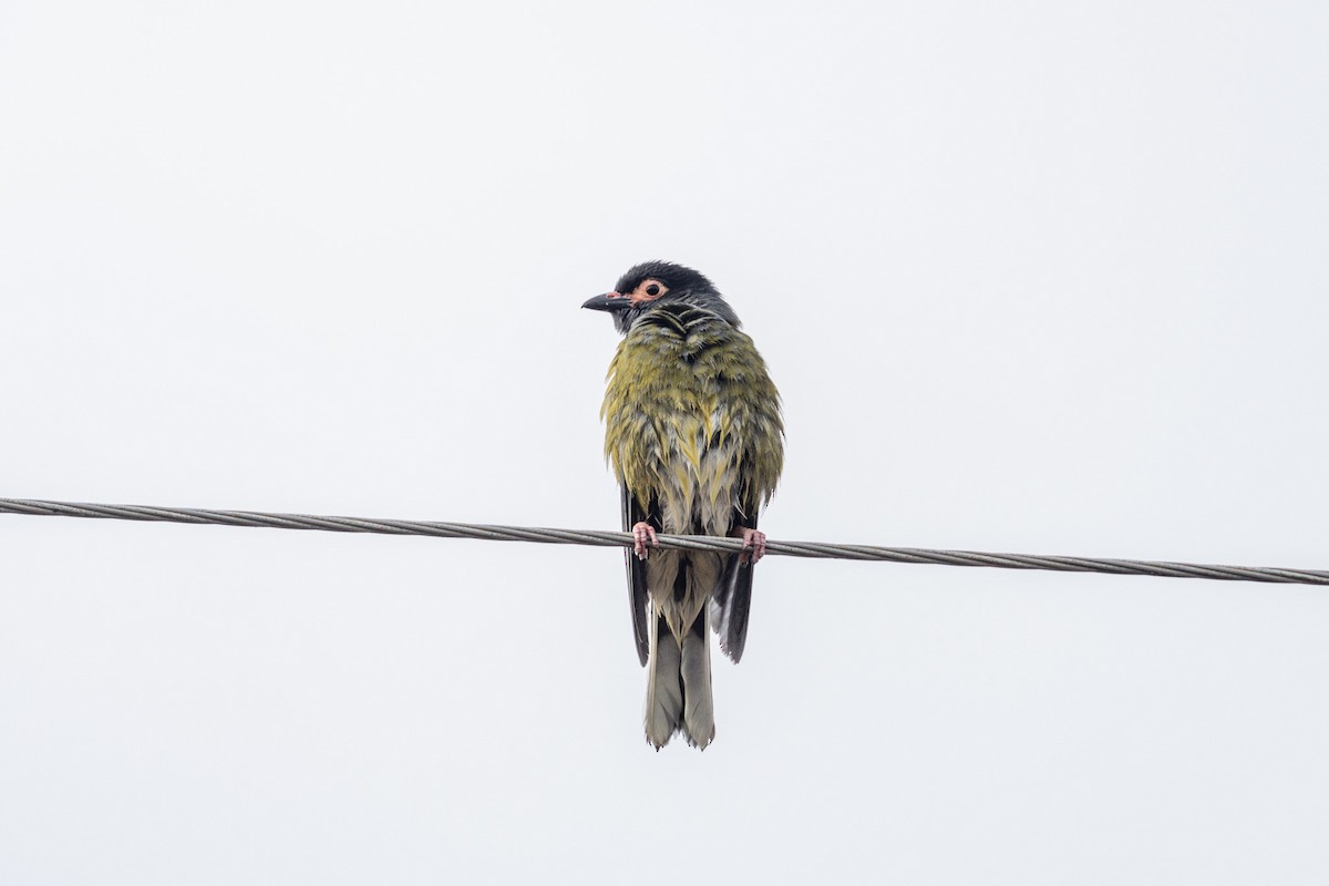 Australasian Figbird - ML622031041