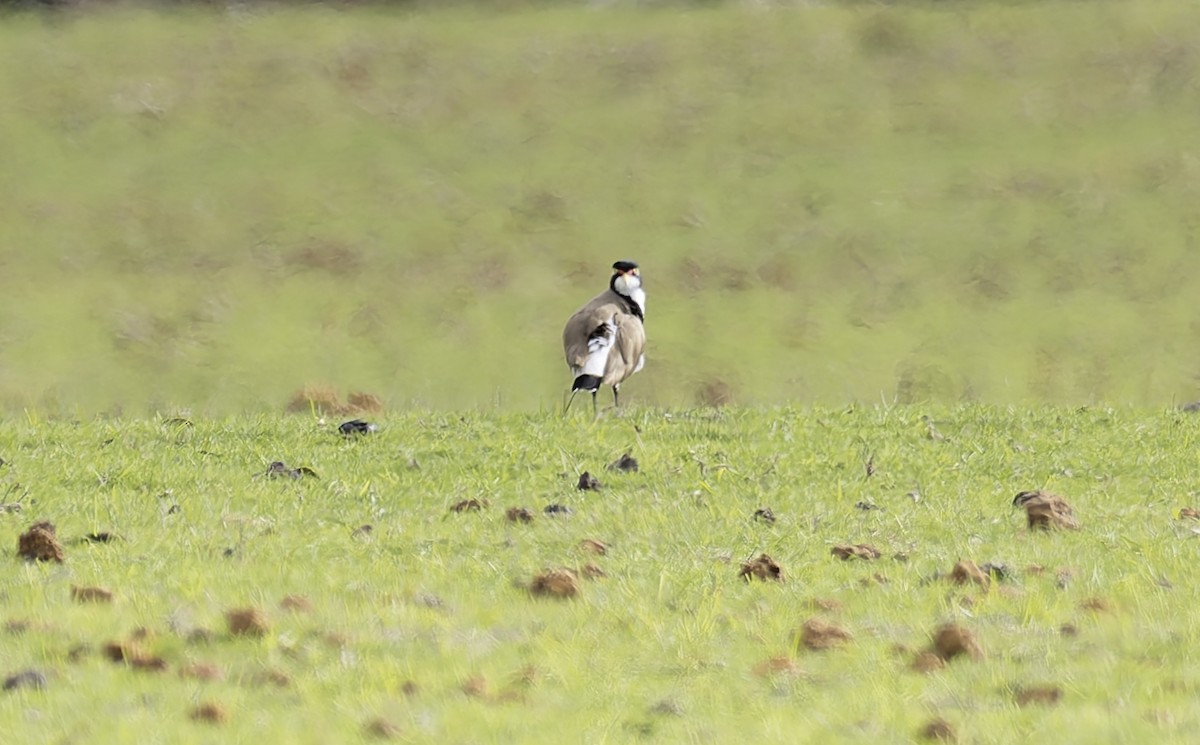 Banded Lapwing - ML622031079