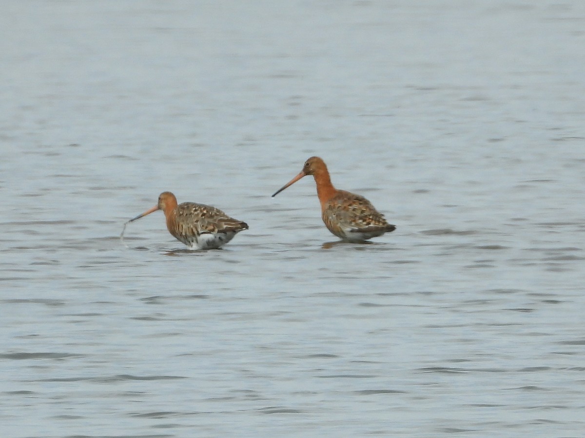 Black-tailed Godwit - George Koppel