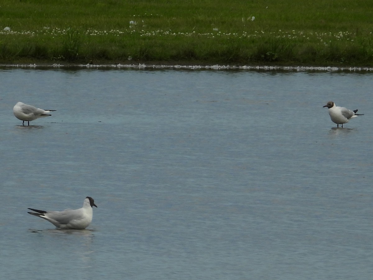 Black-headed Gull - George Koppel