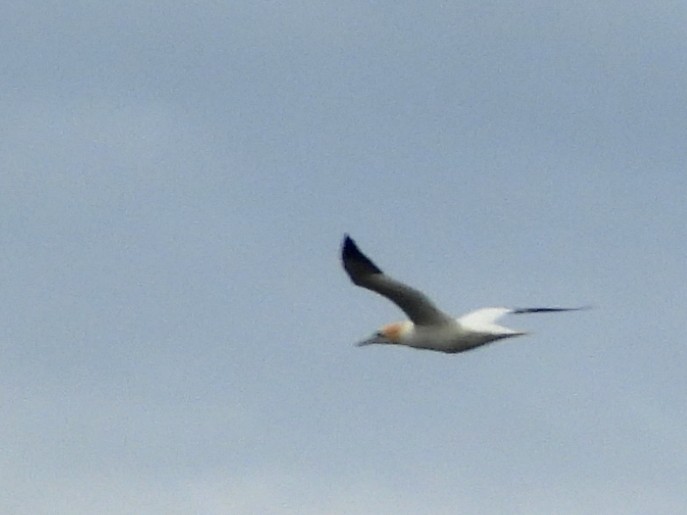 Northern Gannet - George Koppel