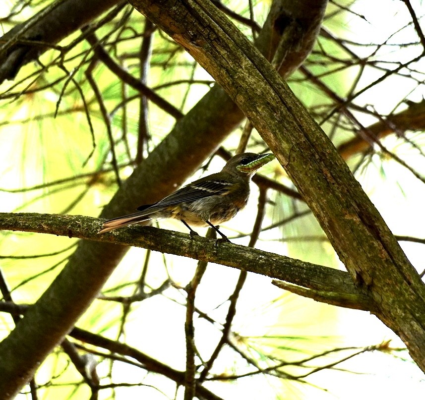 Pine Warbler - Rachel Orlando