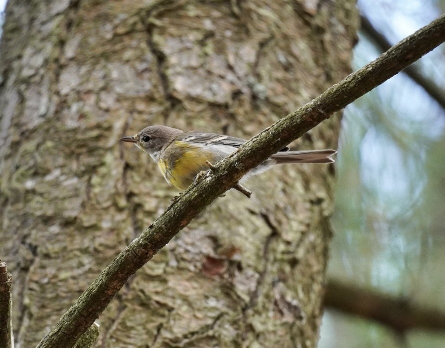 Pine Warbler - Rachel Orlando