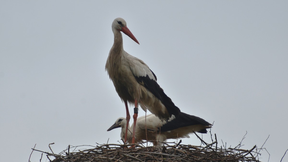 White Stork - ML622031303