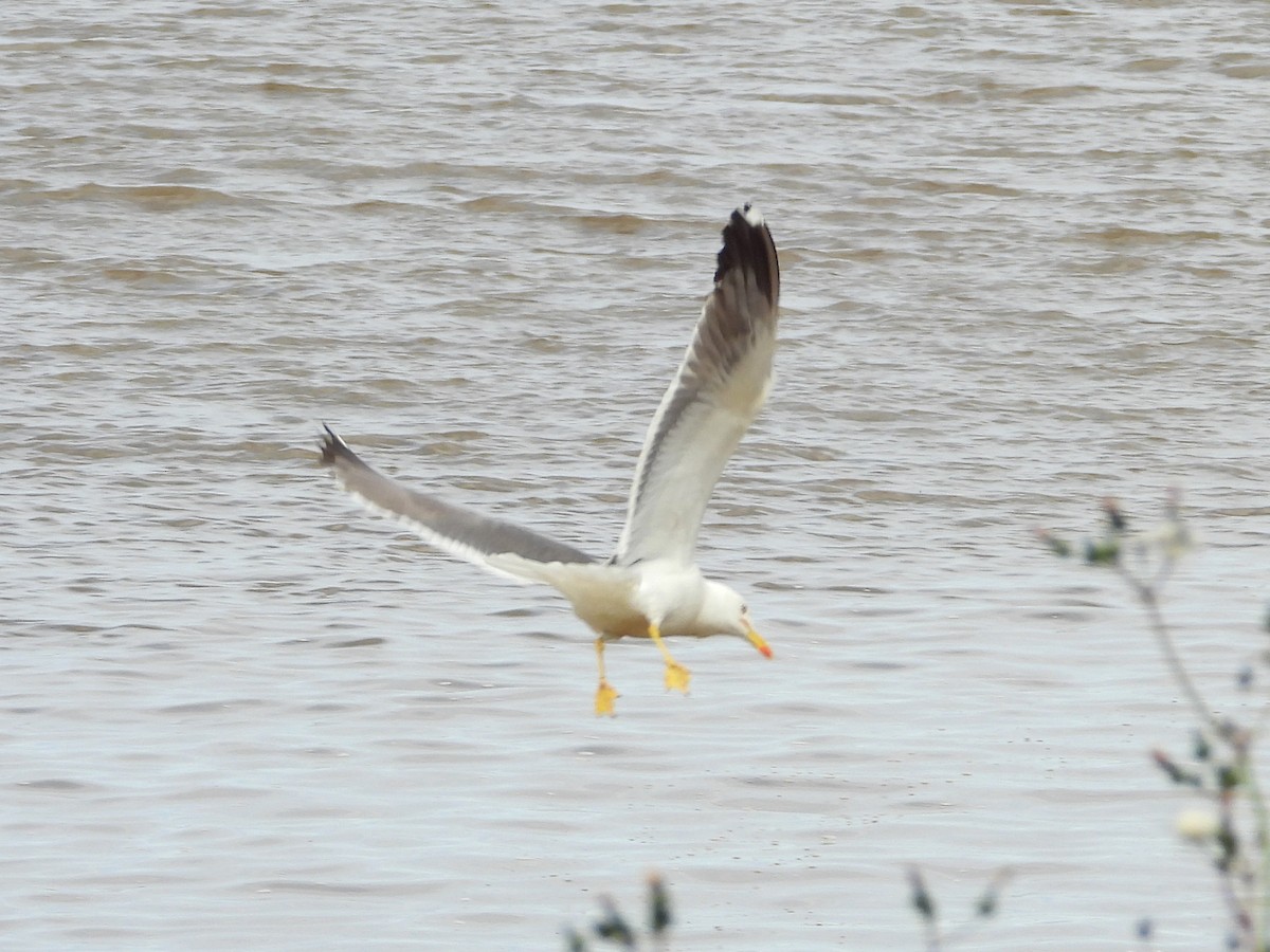 Kuzey Gümüş Martısı (argentatus/argenteus) - ML622031336