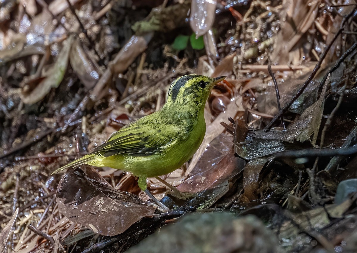 Sulphur-breasted Warbler - ML622031361