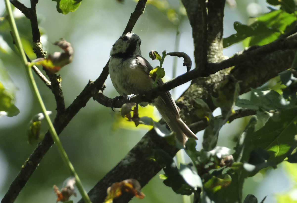 Crested Tit - ML622031447