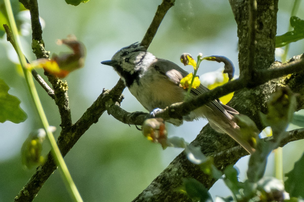 Crested Tit - ML622031448