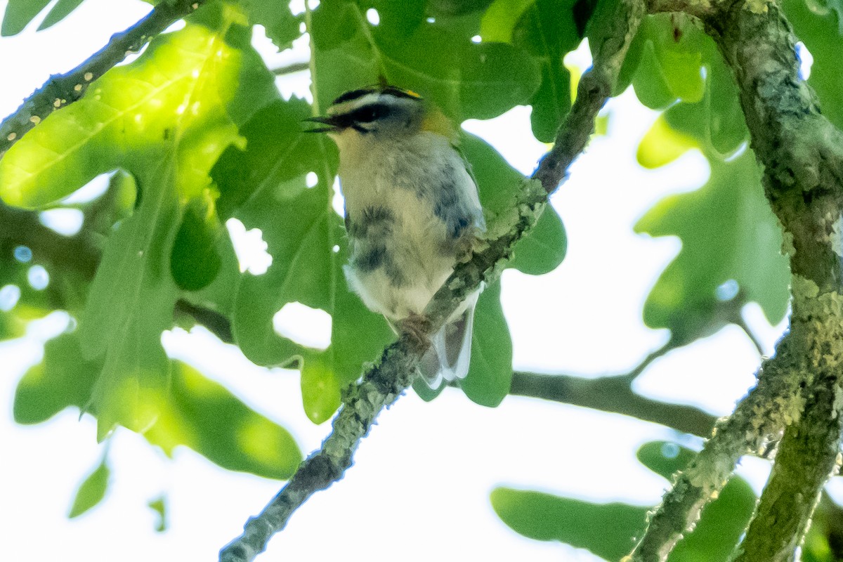 Crested Tit - ML622031449