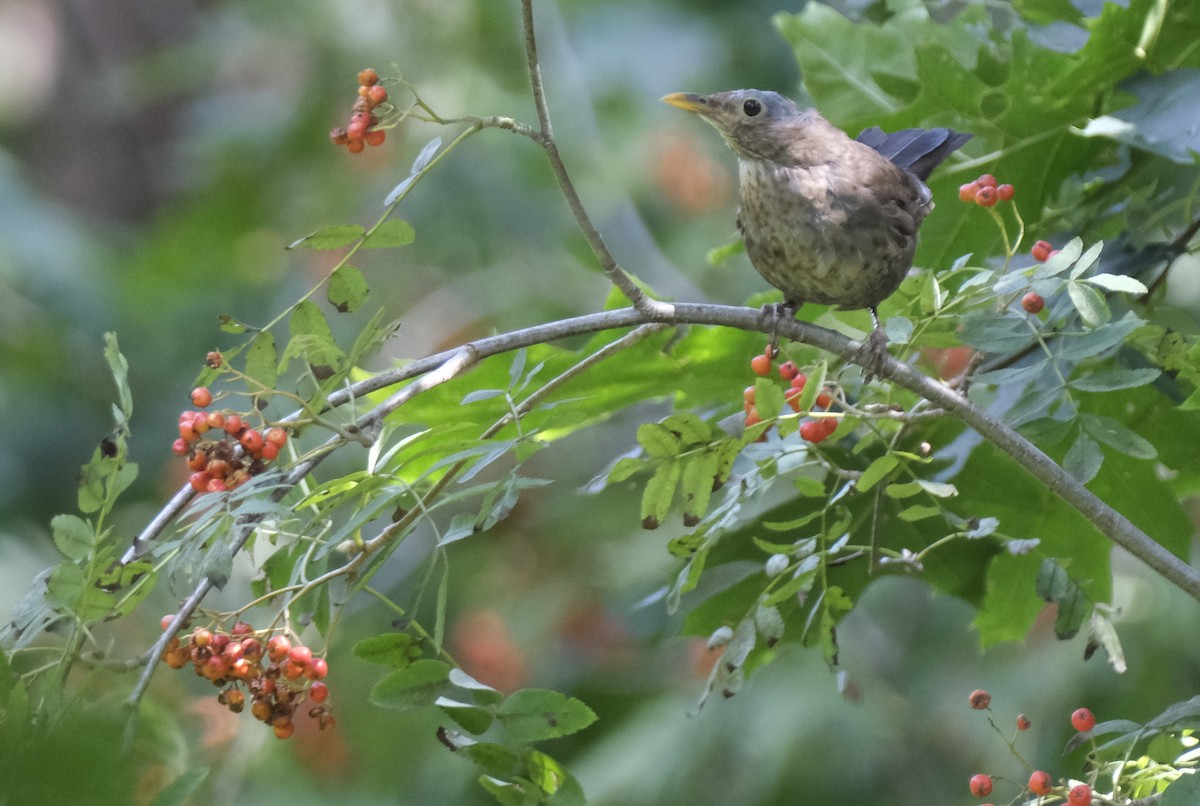 Eurasian Blackbird - ML622031453