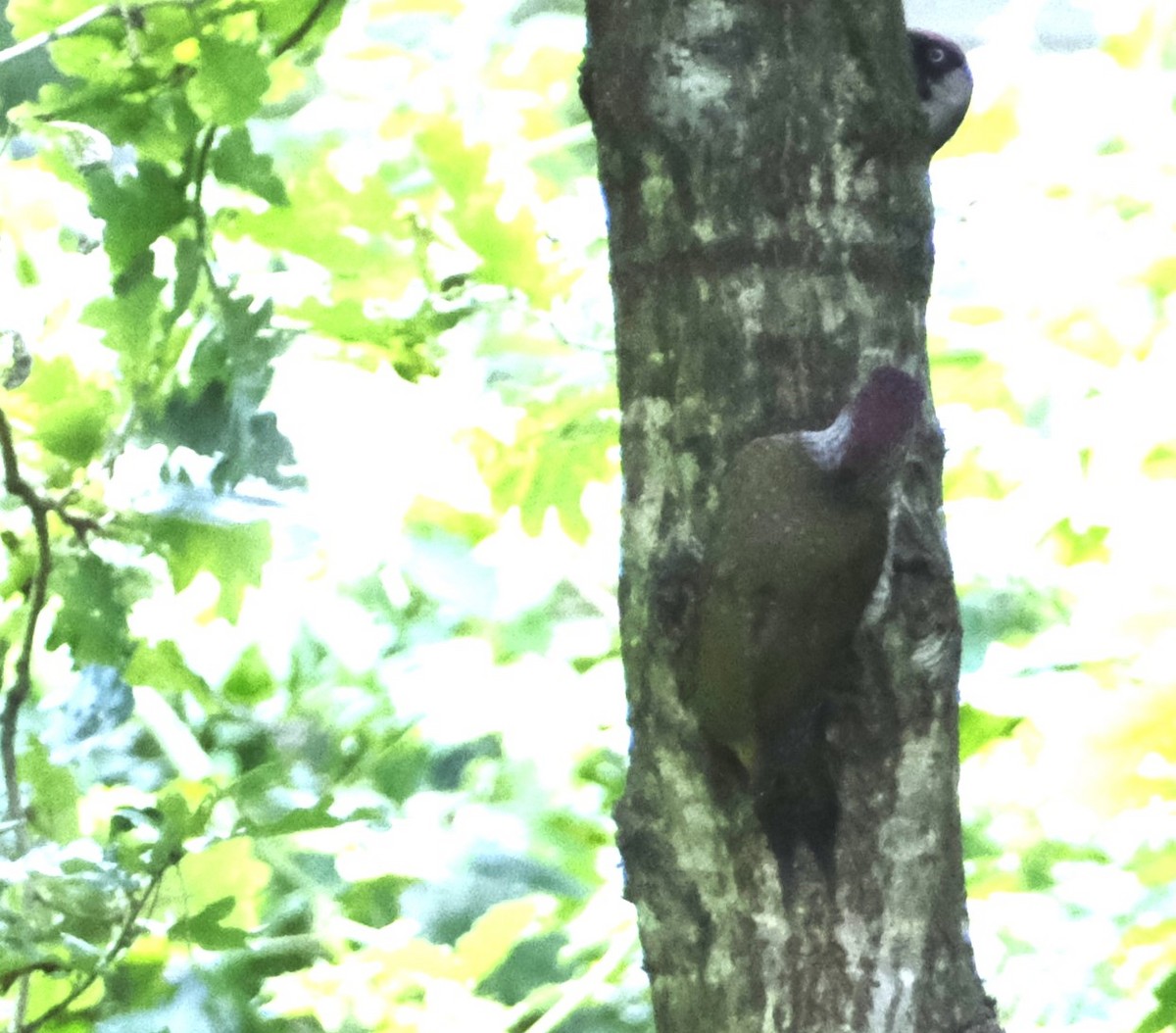 Eurasian Green Woodpecker - ML622031456