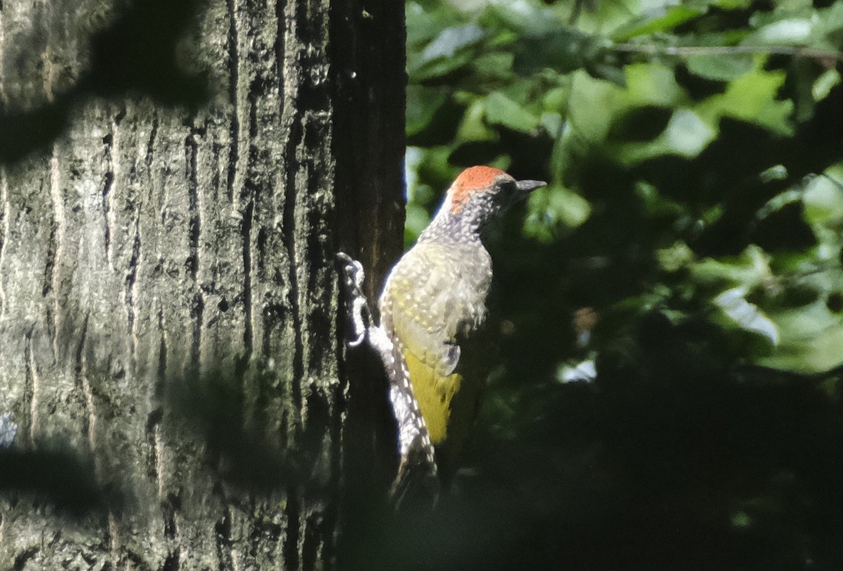 Eurasian Green Woodpecker - ML622031457