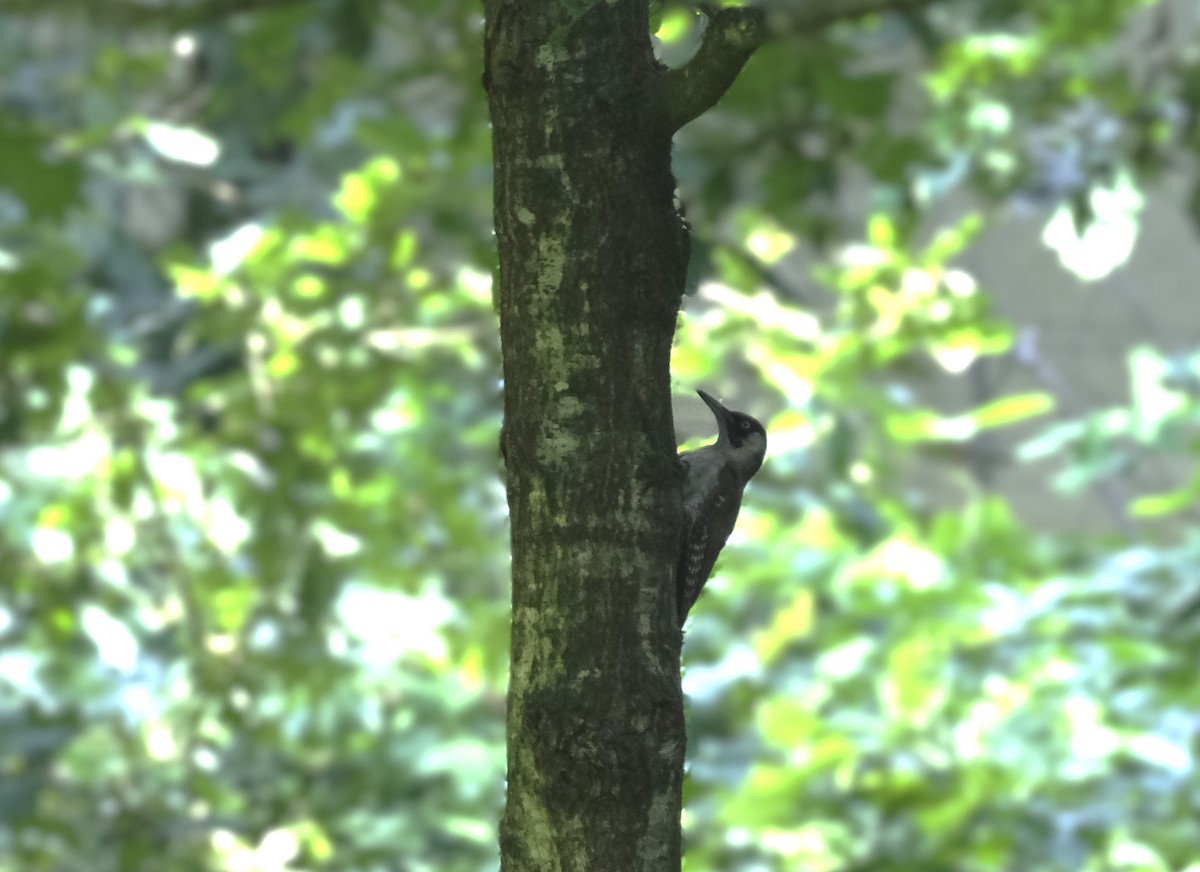 Eurasian Green Woodpecker - ML622031458