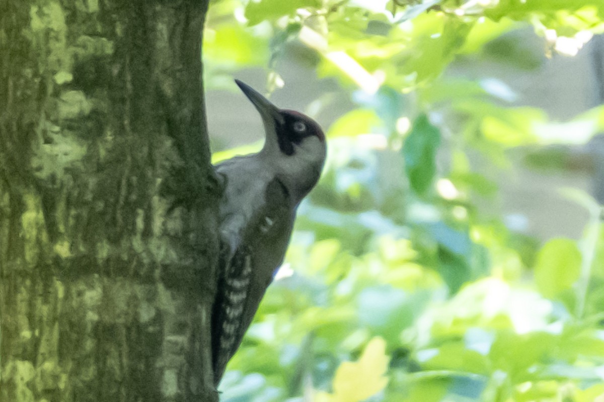 Eurasian Green Woodpecker - ML622031459