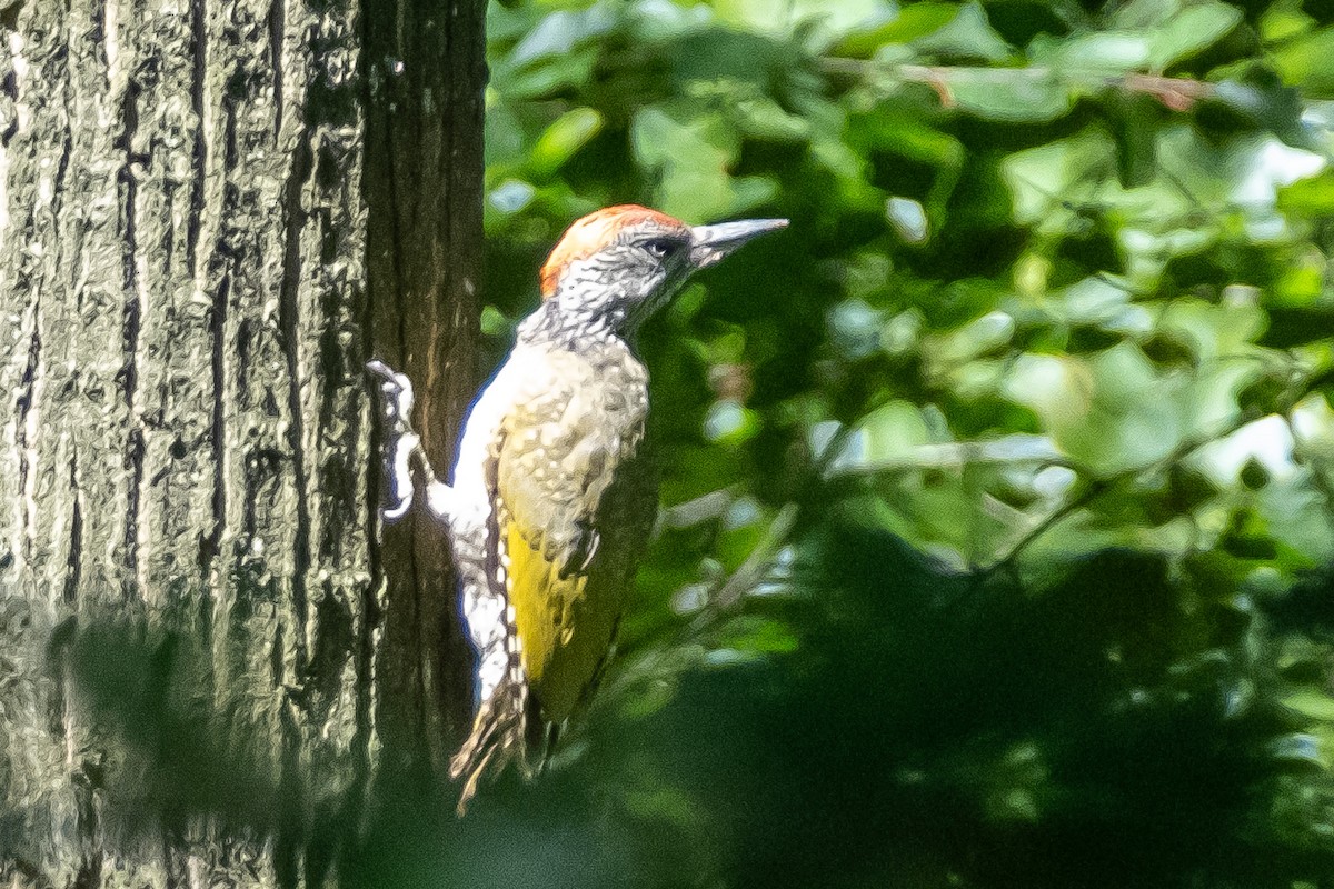 Eurasian Green Woodpecker - ML622031460