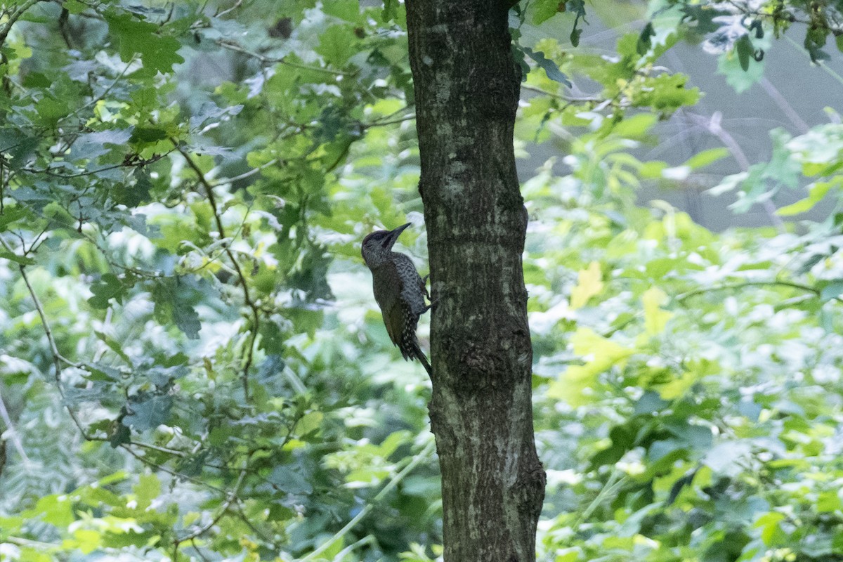Eurasian Green Woodpecker - ML622031461
