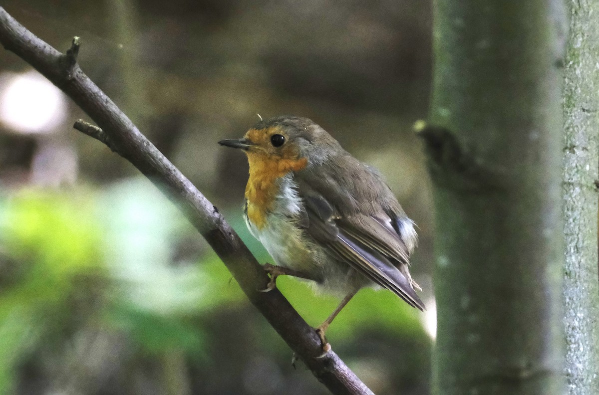 European Robin - ML622031469