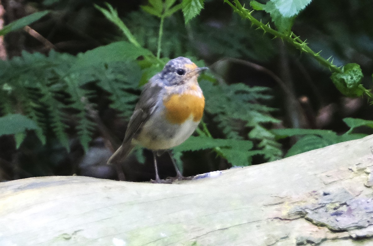 European Robin - ML622031470