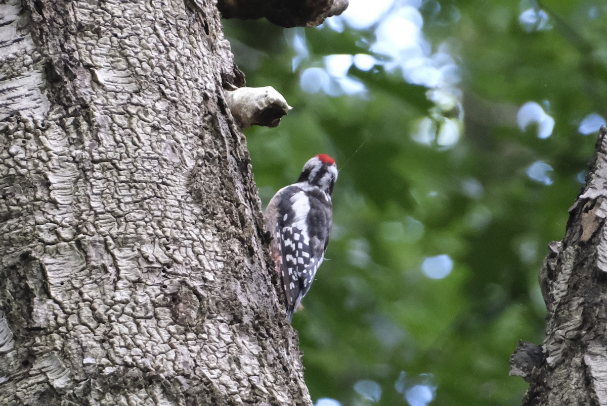 Middle Spotted Woodpecker - ML622031474