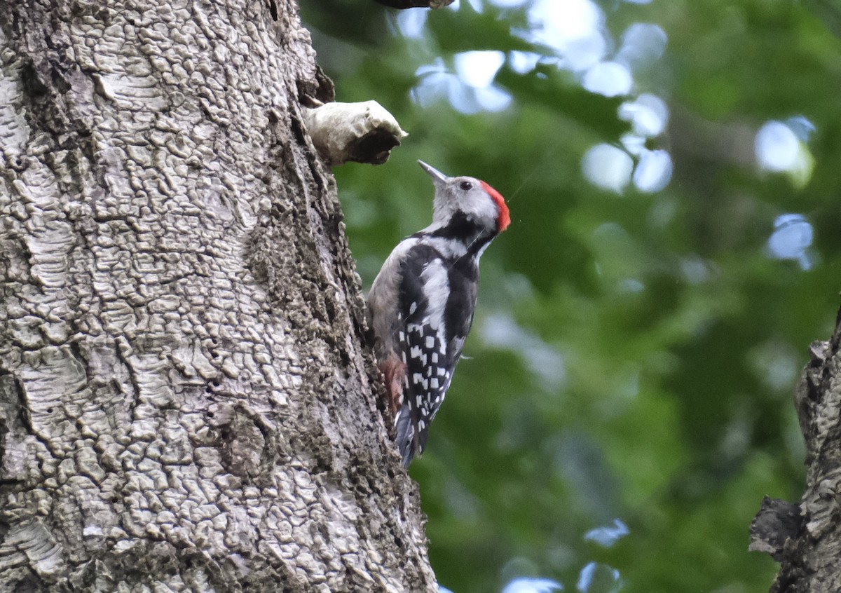 Middle Spotted Woodpecker - ML622031475