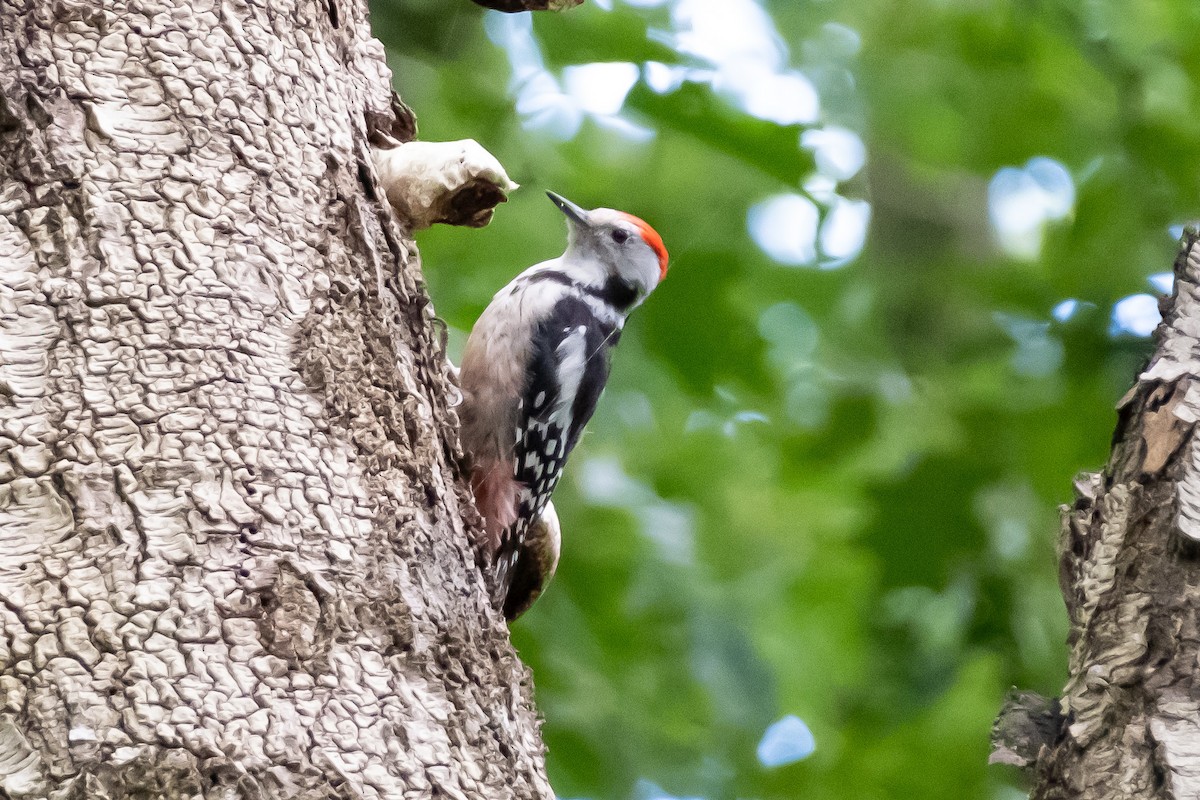 Middle Spotted Woodpecker - ML622031476