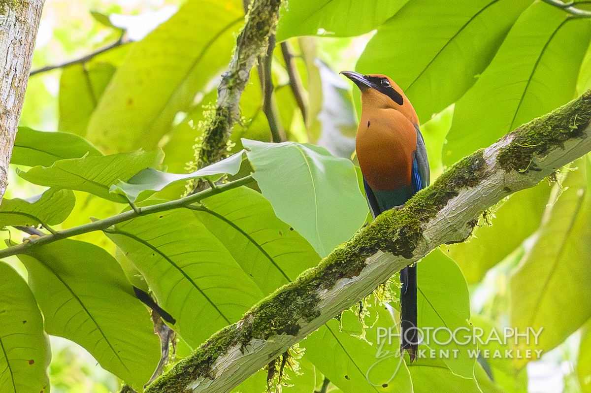 Rufous Motmot - ML622031539