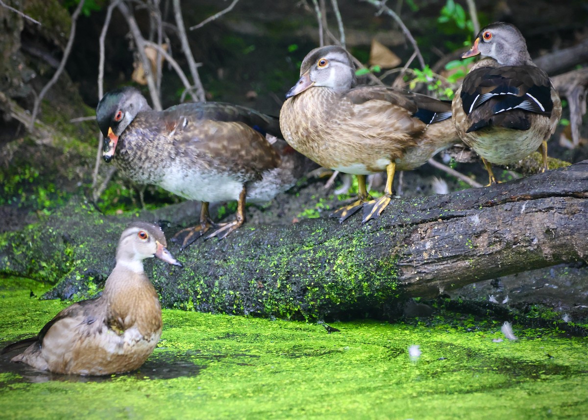 Wood Duck - Rick&Peggy Price