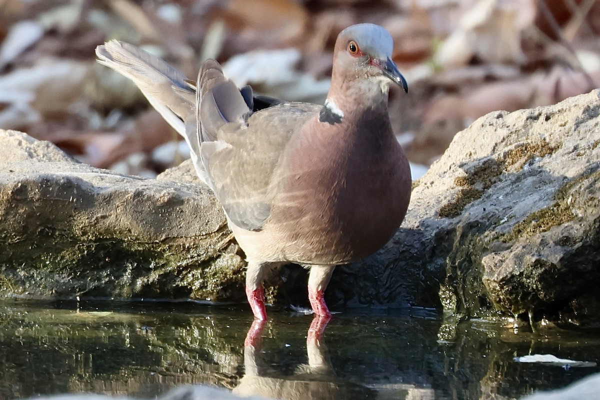 Sunda Collared-Dove - ML622031625