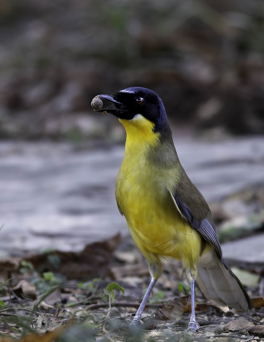 Blue-crowned Laughingthrush - ML622031658