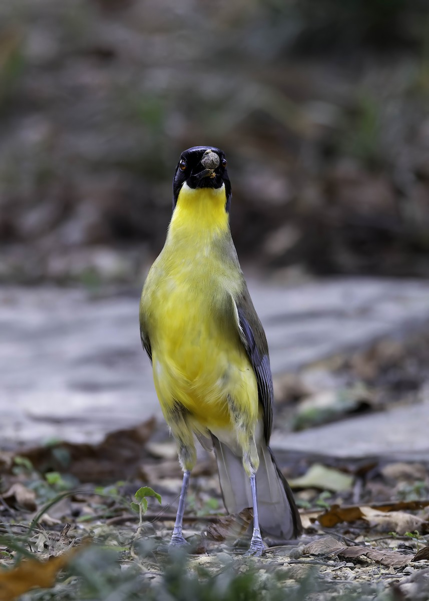 Blue-crowned Laughingthrush - ML622031659