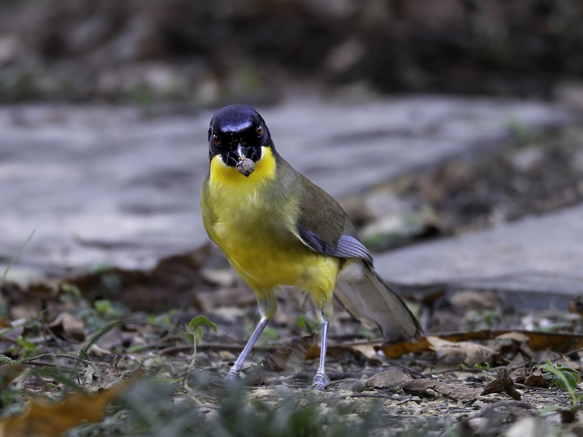 Blue-crowned Laughingthrush - ML622031660