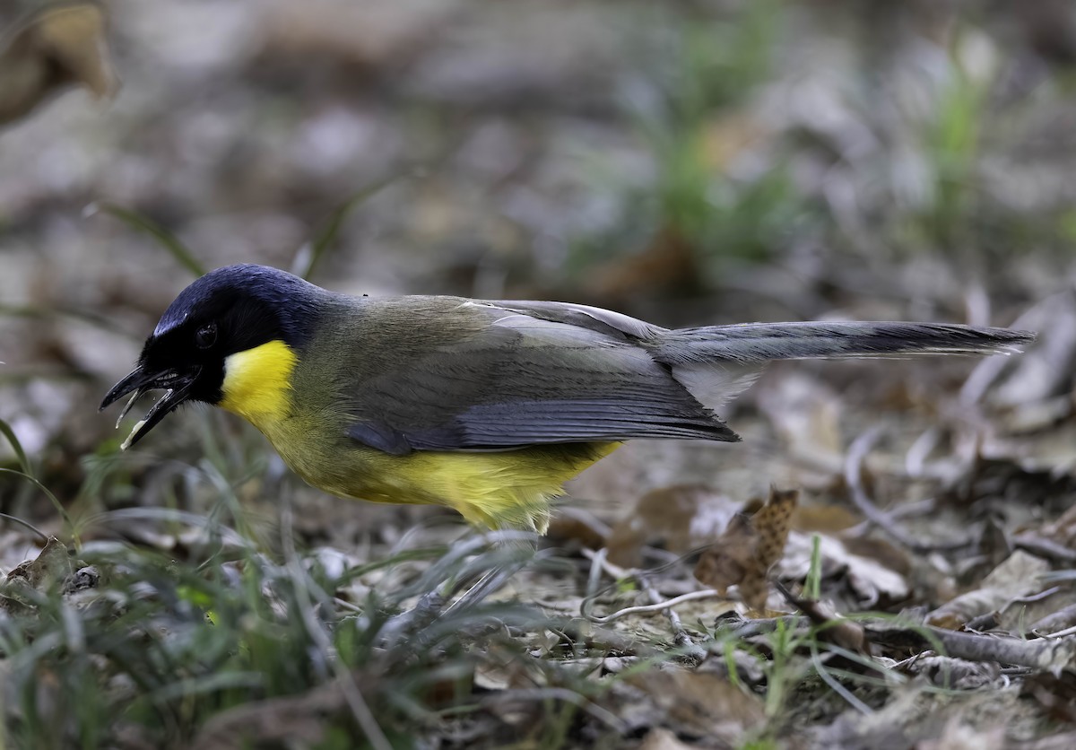 Blue-crowned Laughingthrush - ML622031661