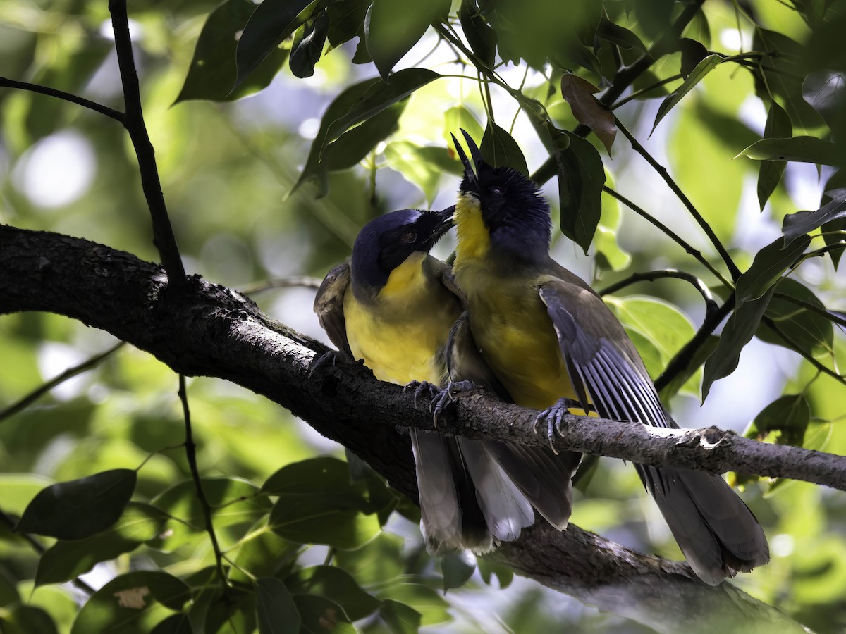 Blue-crowned Laughingthrush - ML622031662