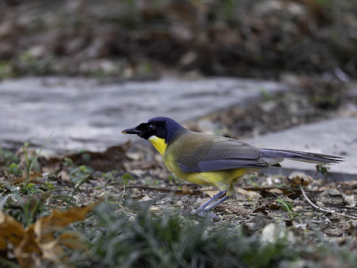 Blue-crowned Laughingthrush - ML622031663