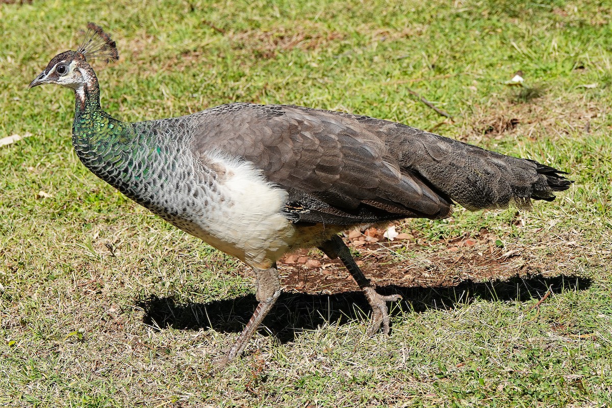 Indian Peafowl (Domestic type) - ML622031698