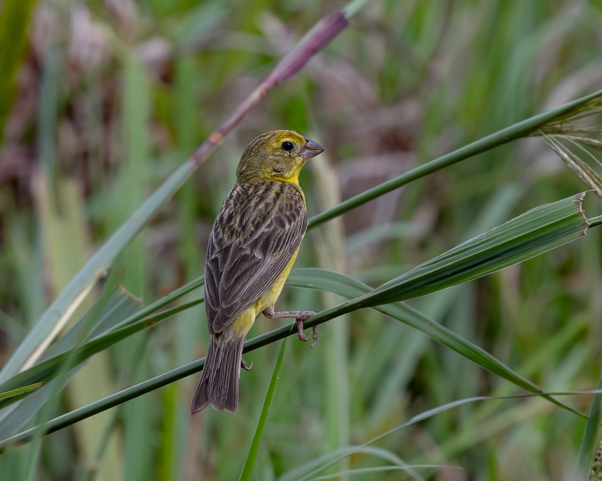 Grassland Yellow-Finch - ML622031728