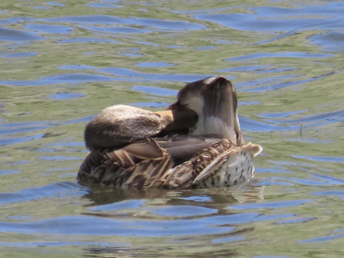 Mallard/Mexican Duck - ML622031791