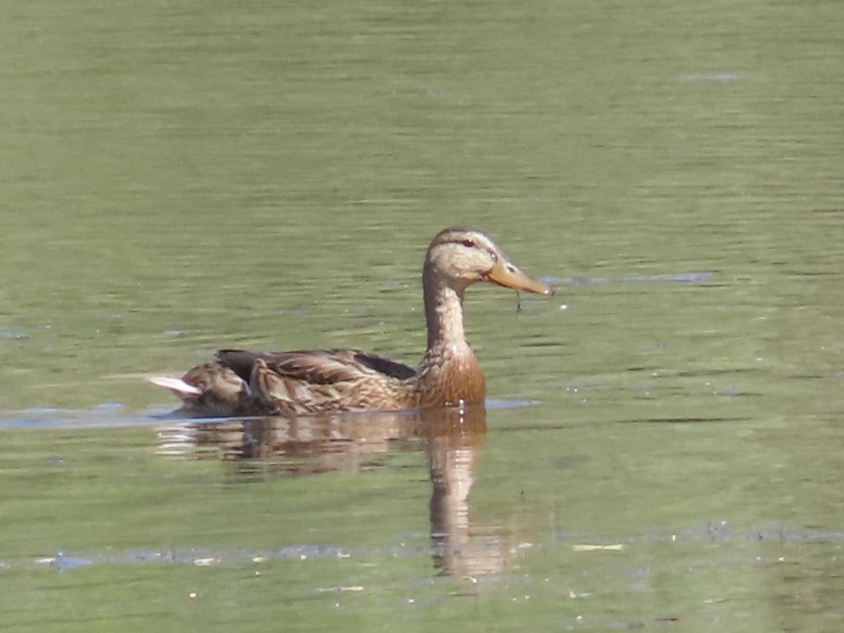 Mallard/Mexican Duck - ML622031792