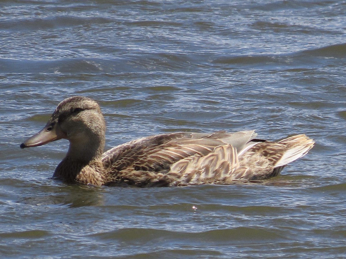 Mallard/Mexican Duck - ML622031793