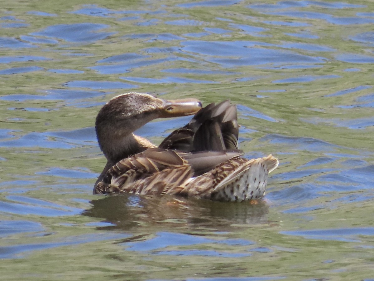 Mallard/Mexican Duck - ML622031794