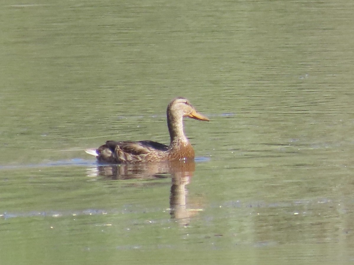 Mallard/Mexican Duck - J.J. Blue