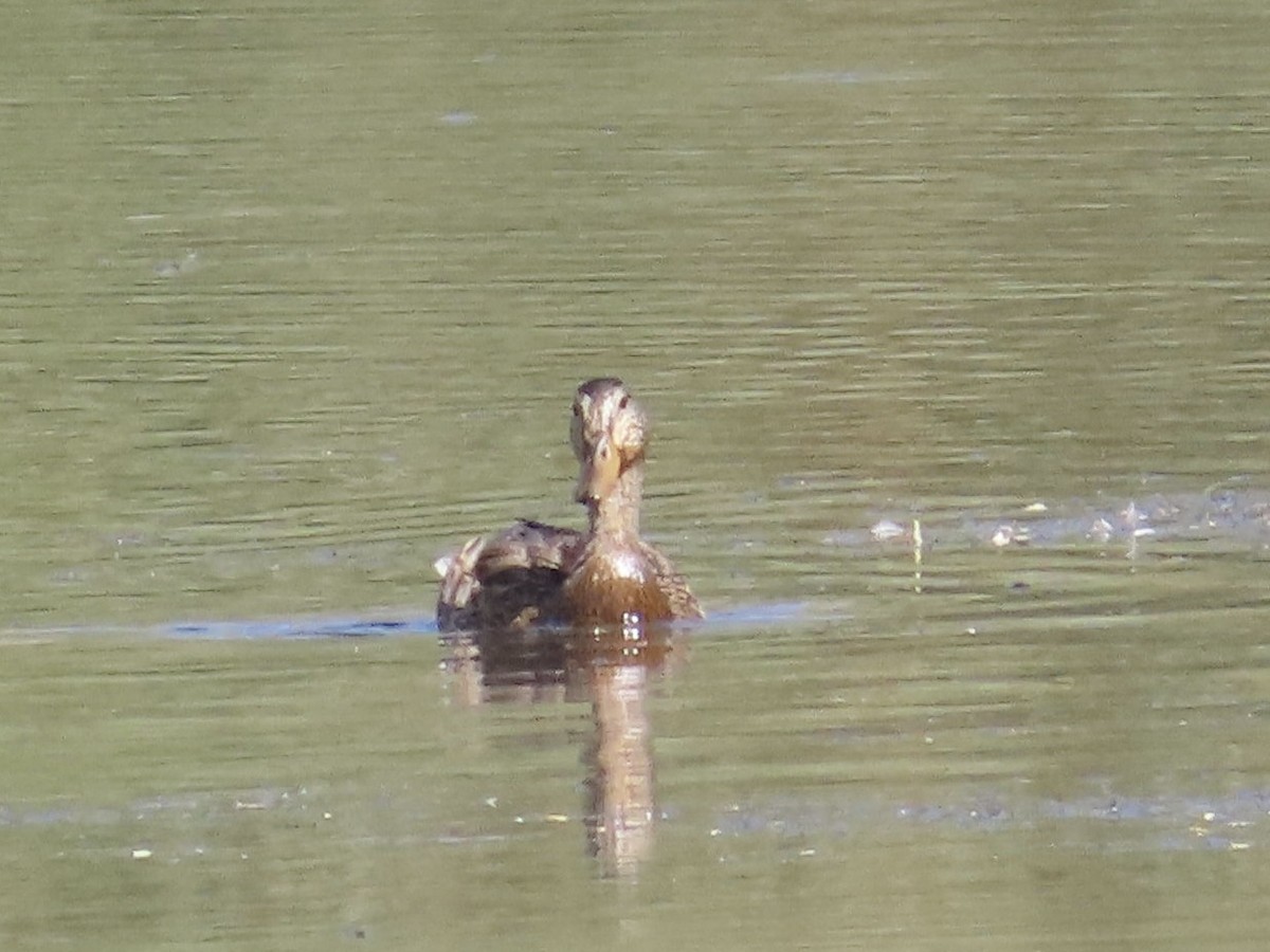 Mallard/Mexican Duck - ML622031796