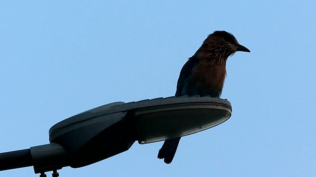 Indian Roller - ML622031853