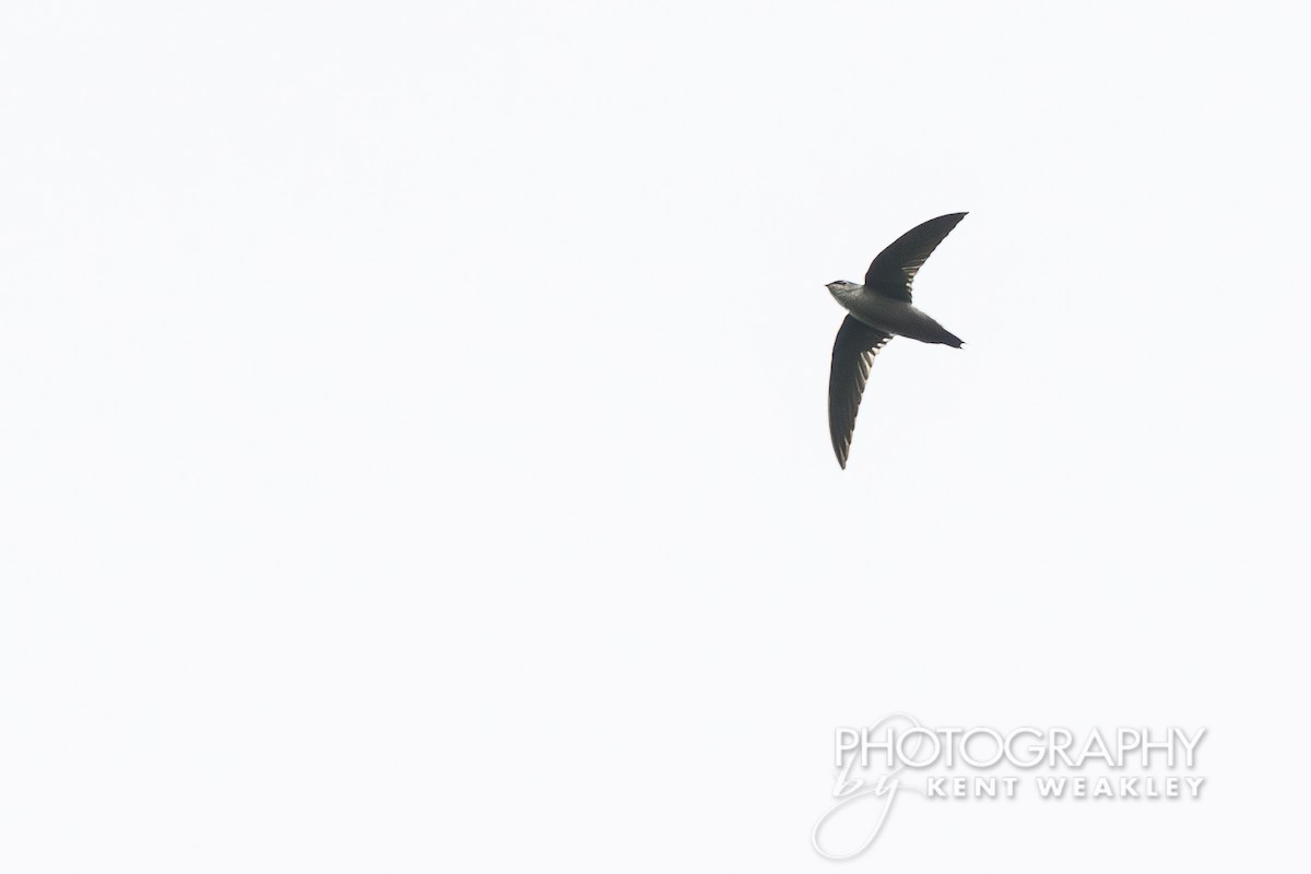 Gray-rumped Swift - ML622031870